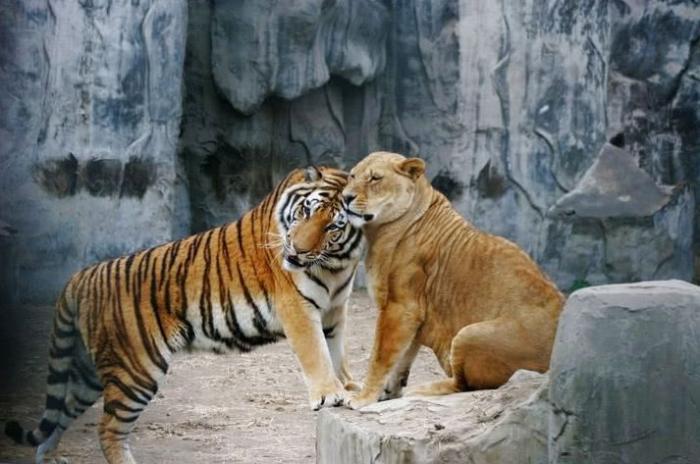 百兽之王是老虎还是狮子,老虎打败了狮子成为了百兽之王