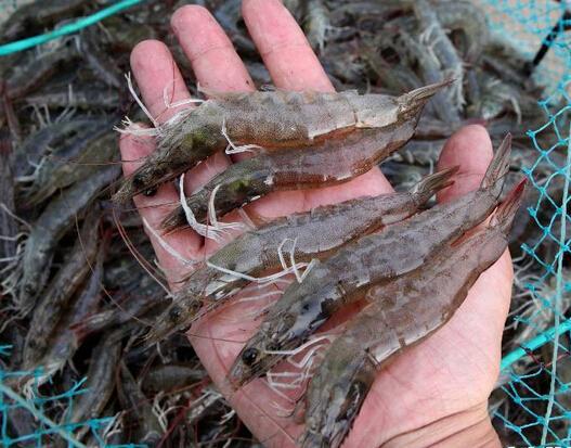 南美白对虾养殖技术全程指导,南美白对虾工厂化养殖技术介绍