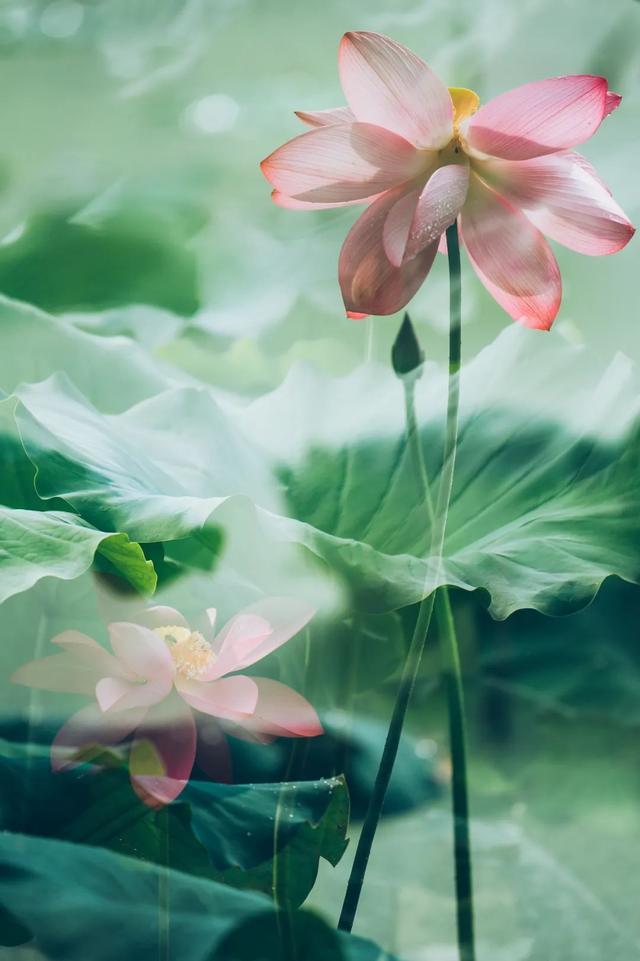 10首经典荷花诗词送你一夏清凉,最有韵味的荷花十首诗词
