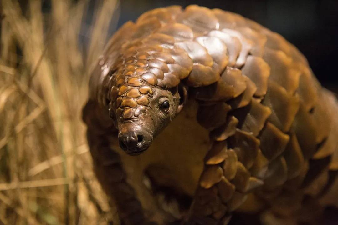 疫情肆意蔓延是什么意思,疫情为什么那么多地方管控