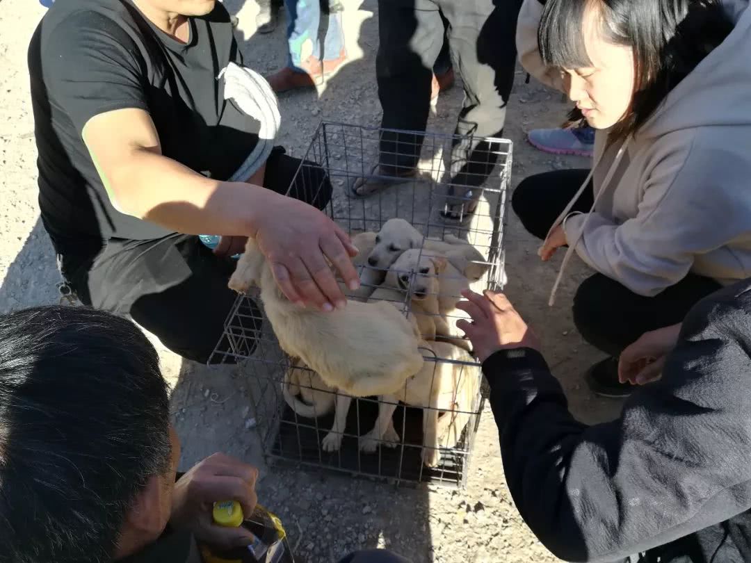 拉布拉多幼犬出售同城2022年的,临颍狗市拉布拉多幼犬黑色多少钱