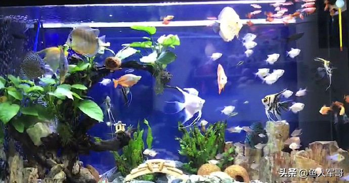 水族缸怎么清理管,水族缸水质怎样变清澈