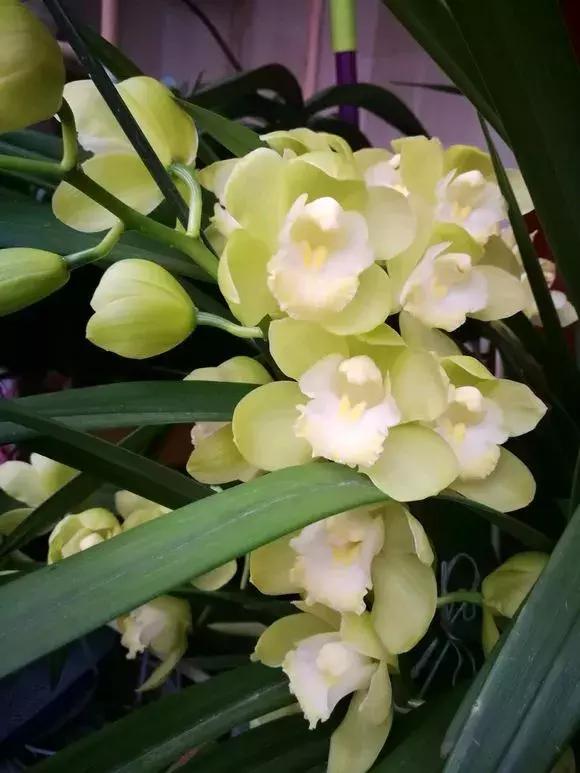 哪种兰花易开花又好养,最容易开花的兰花一年开多次