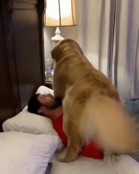 狗特别依赖主人的表现有哪些,狗对某物具有攻击性该怎么办