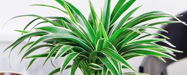 吊兰枯萎变黄需要剪掉吗,吊兰被冻蔫后怎么救活