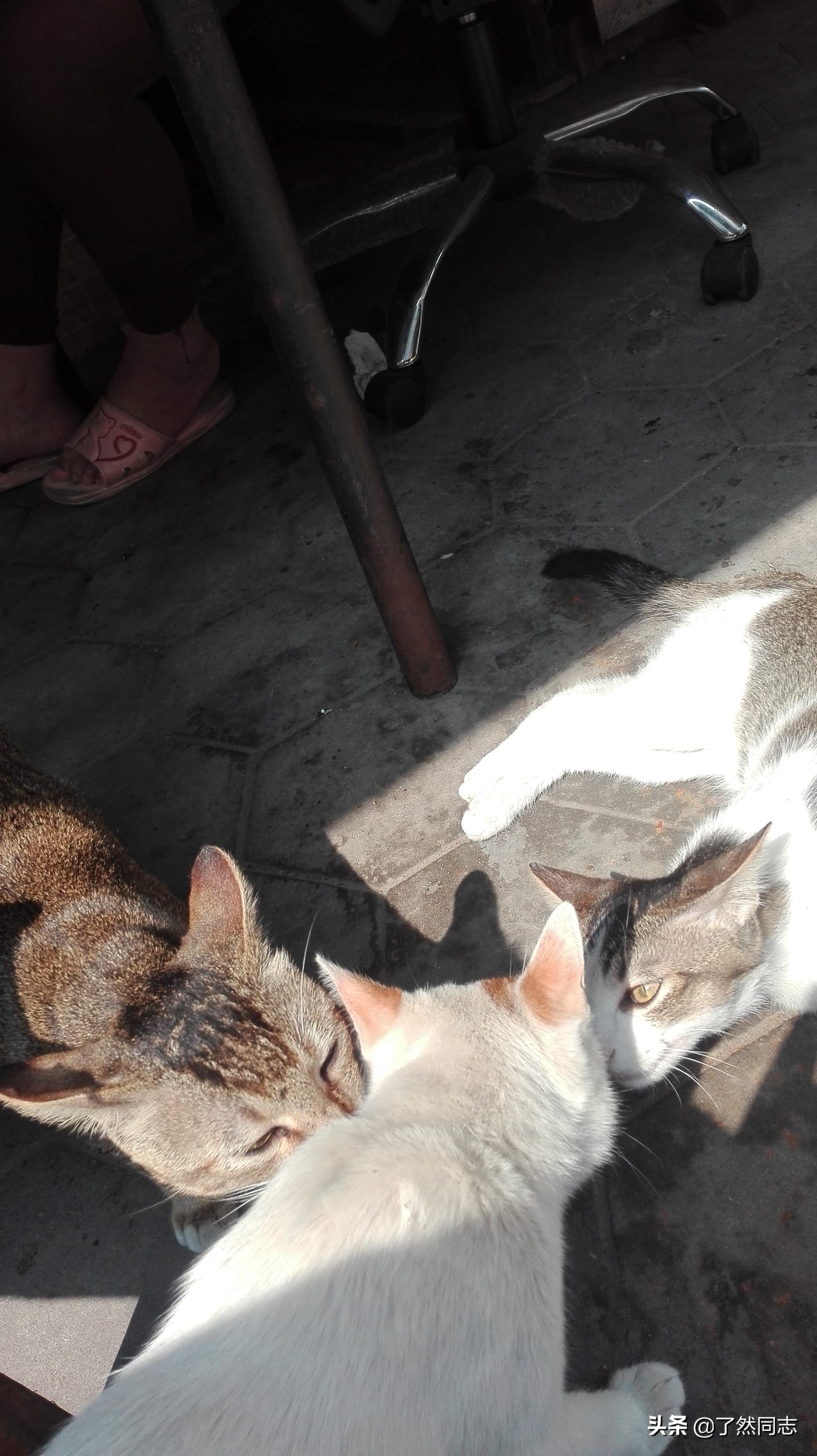 我家六只猫的自我介绍,我家六只猫视频