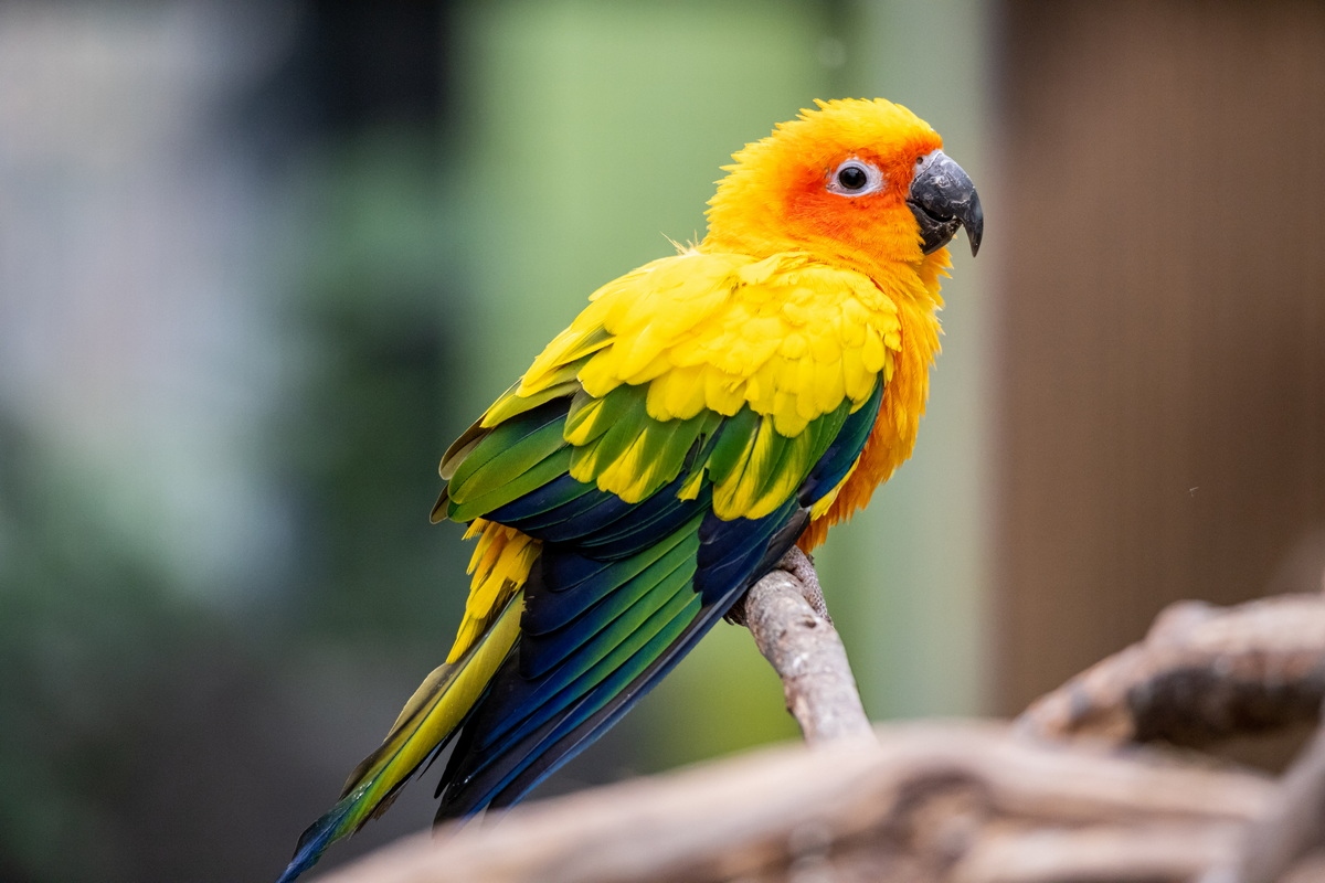 浣宠兘闀跨劍rf100-400,闀跨劍浣宠兘RF闀滃ご