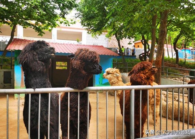 青岛动物园大熊猫馆从哪进,青岛动物园熊猫馆游玩攻略