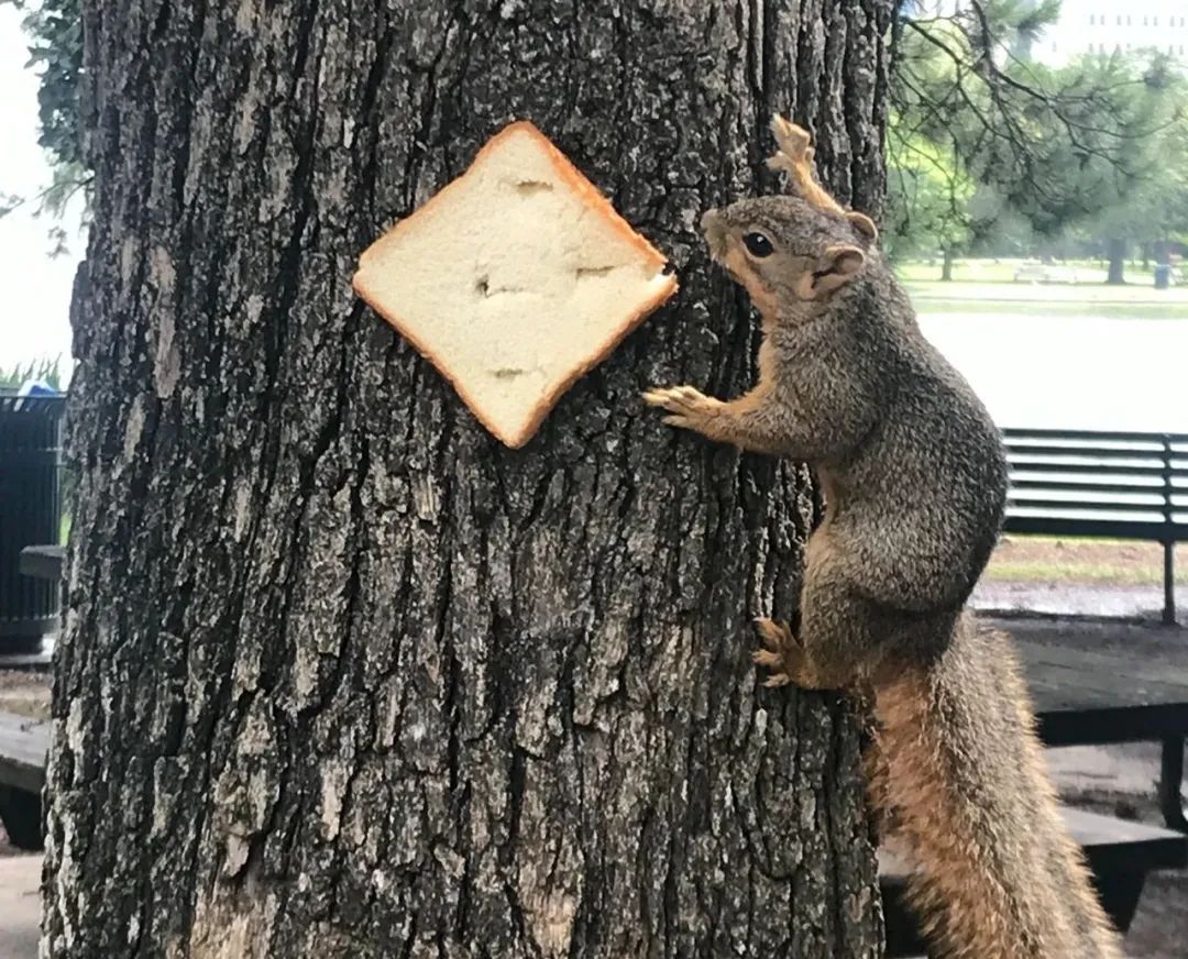 英国谢菲尔德城市的居民们为什么要往树上钉面包呢？