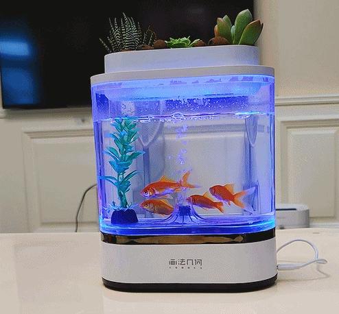 透明小型鱼缸可以养鱼吗,小型鱼缸养鱼知识