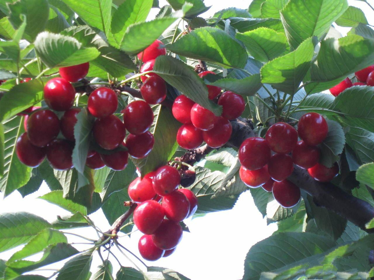 氮、磷、钾—对果树大樱桃的重要性，你用对了吗？