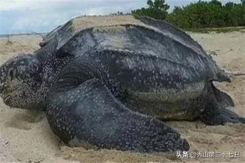 巴西龟能与剃刀一起饲养吗,最大的乌龟是棱皮龟还是巴西龟