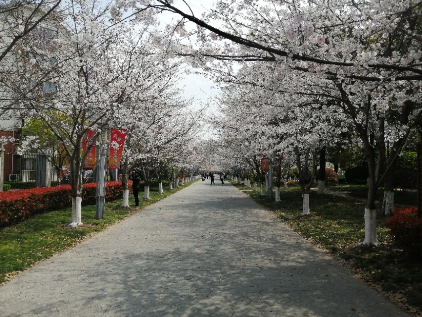 上海的农村民风淳朴，商品放在路边，没有老板，自己扫码拿了就走