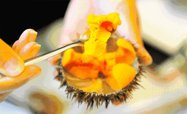 海胆为什么叫海胆,海胆为啥叫海胆