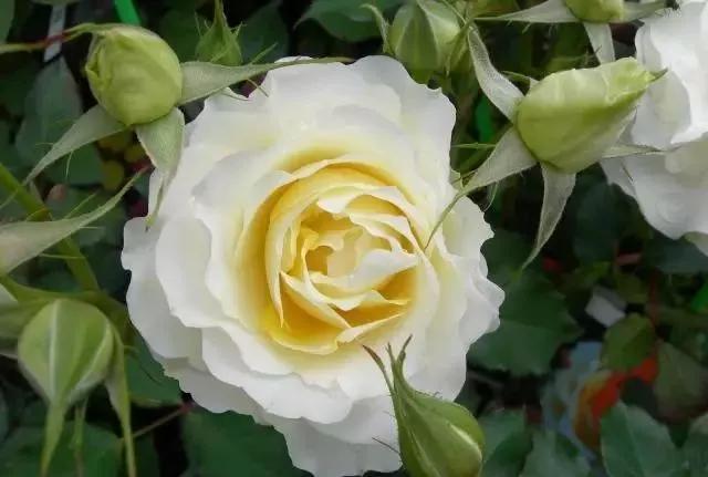 给大家介绍一下玫瑰品种,玫瑰的品种及特点介绍