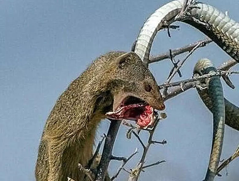 平头哥蜜獾的攻击方式,平头哥蜜獾体型