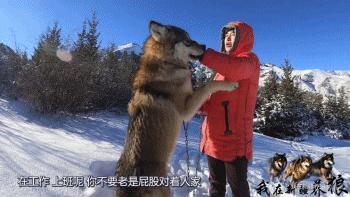养狼20年养成二哈,养狼养二哈