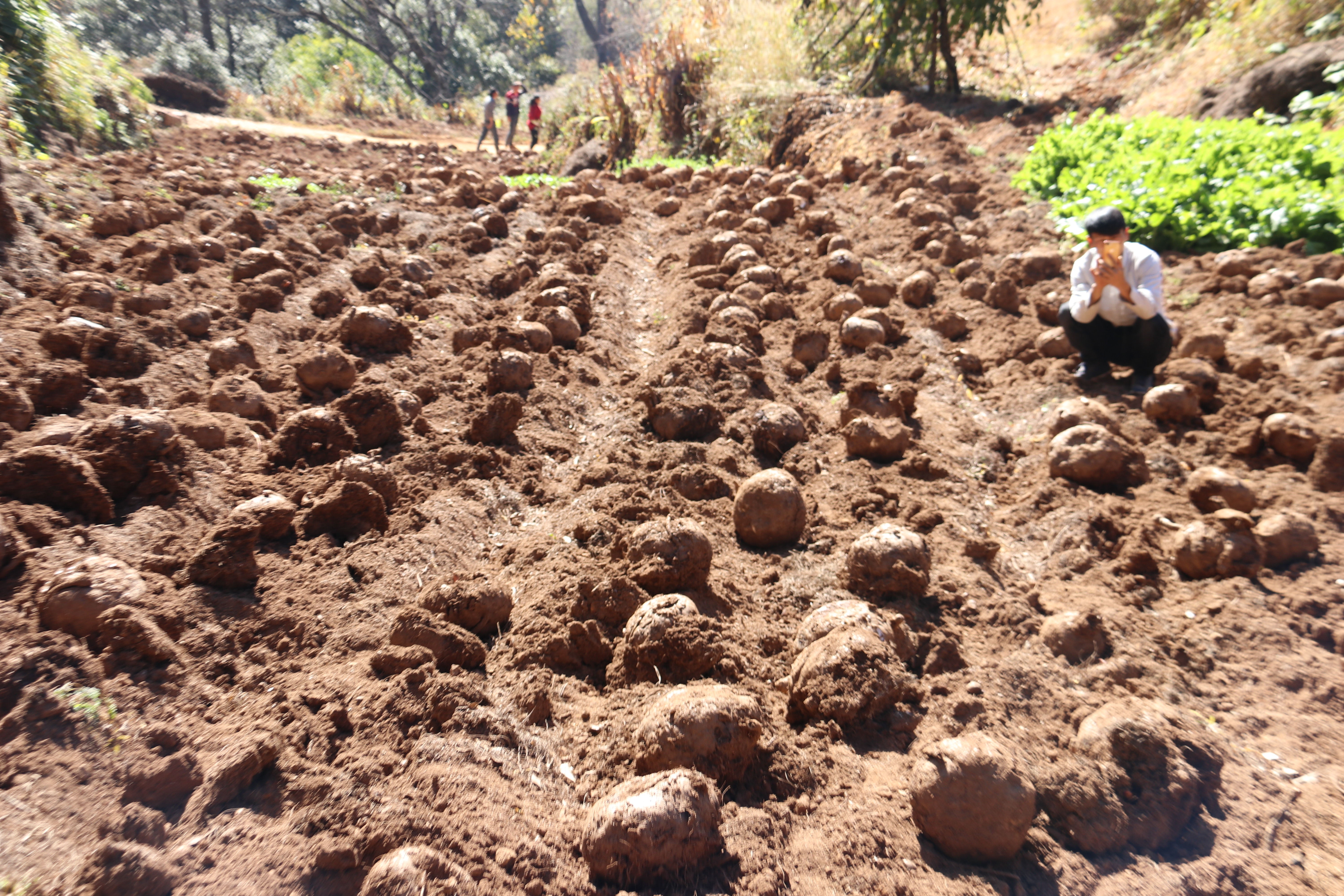 种植魔芋和种植石菖蒲哪个更赚钱,种植一亩魔芋一年能挣多少钱
