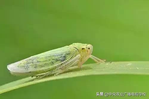 蔬菜地下害虫的最佳防治方法,防治蔬菜害虫用小苏打和白醋怎样