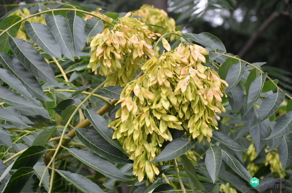 院子适合种的花和设计,庭院设计植物大全