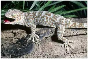 创业致富项目农村种什么赚钱,适合农村的创业好项目养殖