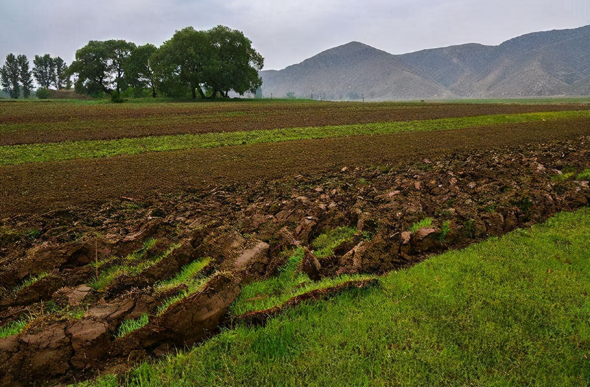 草木灰种生姜技术,桶种生姜技术