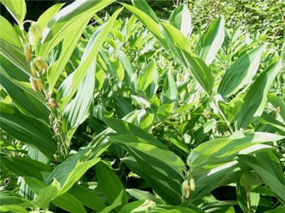 黄精种植技术黄精产量有多高,种植黄精和野生黄精的区别