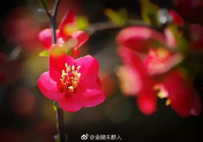 濡備綍鍖哄垎妯辫姳妗冭姳姊ㄨ姳鏉忚姳娴锋,妯辫姳妗冭姳鏉庤姳鏉忚姳濡備綍鍖哄垎