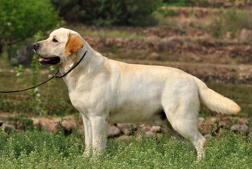 拉布拉多发情期啥时候,拉布拉多发情期怎么管理