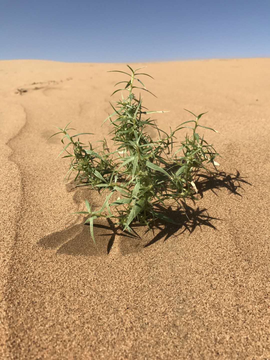 开前驱车去阿拉善英雄会,开轿车阿拉善英雄会