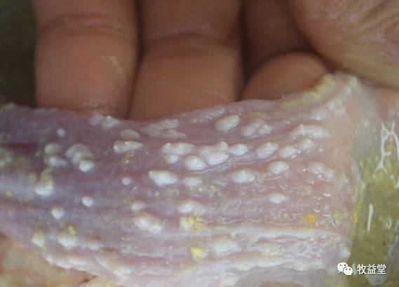 家禽养殖中如何避免霉菌毒素中毒,家禽饲料中霉菌毒素最高标准