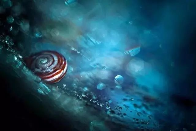 绝美花朵摄影佳作,波兰花朵摄影作品欣赏