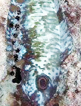 十大最好看的观赏鱼图片大全,十种最漂亮的观赏鱼图片