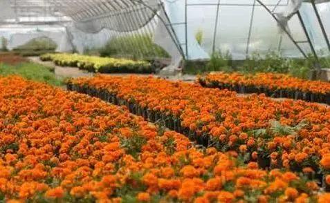 新兴加工行业创业项目,适合穷人的18个创业新兴项目投资