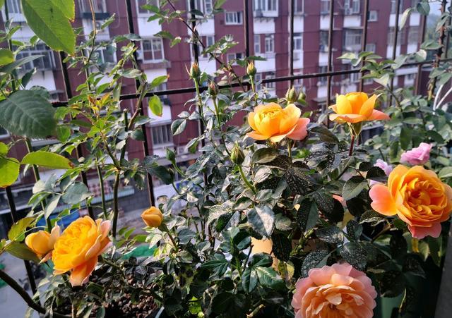 适合阳台种的浓香藤本月季,阳台藤本月季哪个品种好