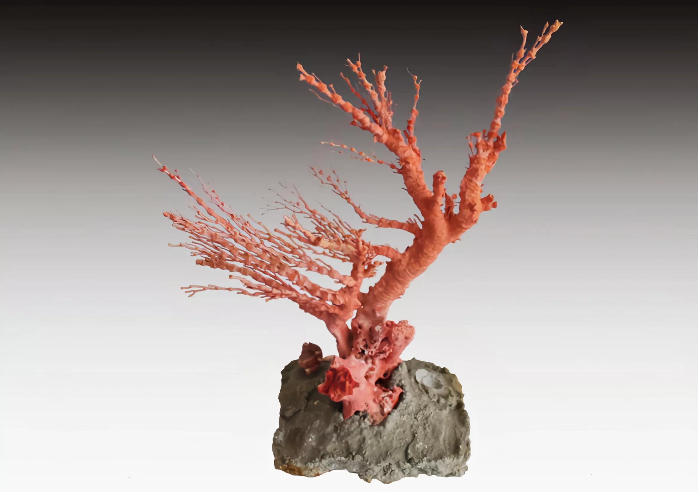 价值上百万！台湾渔*意民**外钓获红珊瑚，谁知竟受国家一级保护