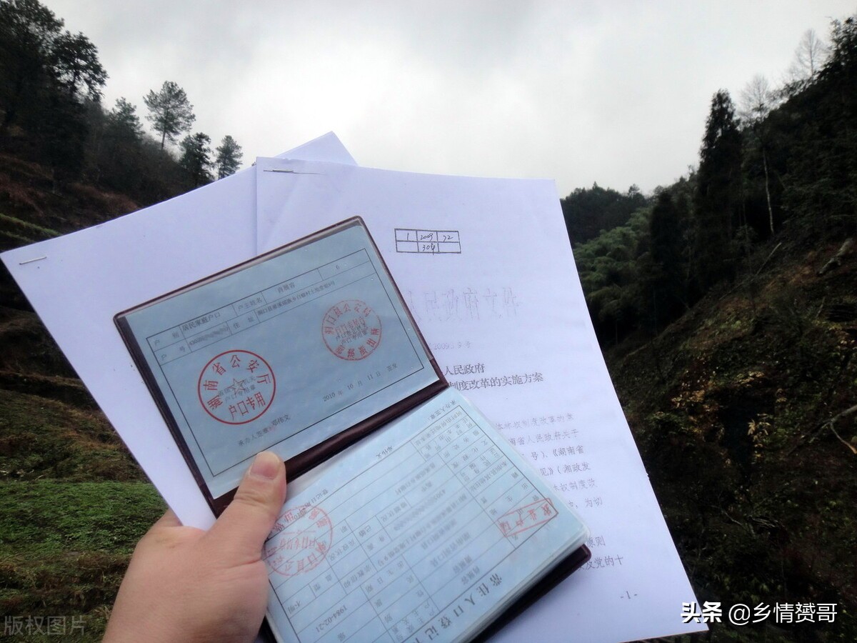 金丝楠木树那么贵为什么没有人种,金丝楠木为什么没有人种