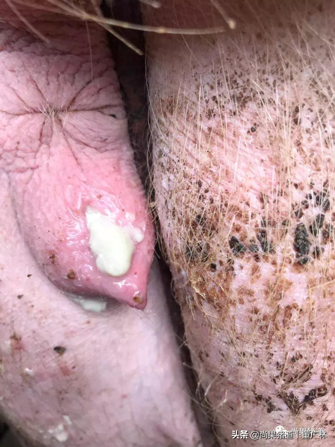 没有产过仔的母猪有炎症吗,母猪产后会排什么样的恶露