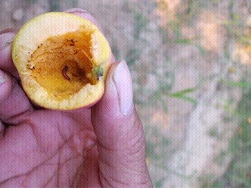 奈李管理完整视频,青奈李种植技术