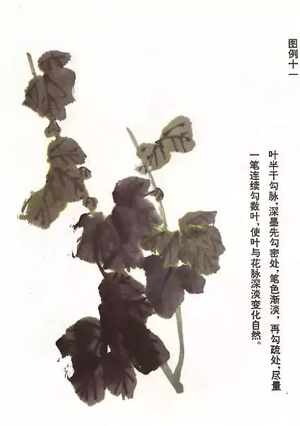 菊花国画入门简单教程,国画菊花画法技法教程