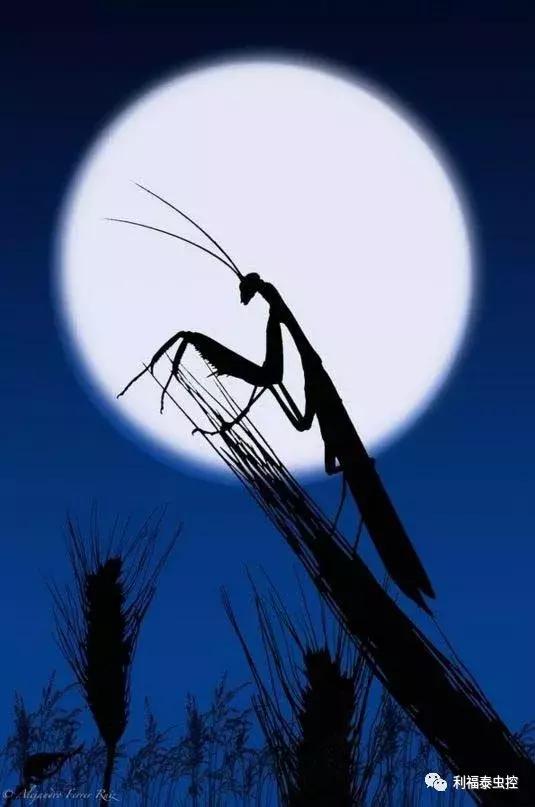 螳螂和蟑螂哪个更厉害,螳螂和蟑螂有什么区别吗