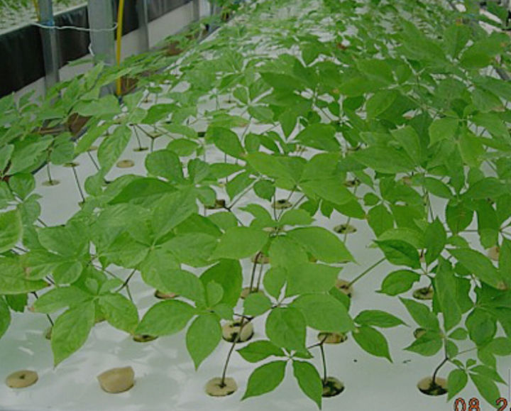 怎么用人参种子种人参,人参须能种出人参吗