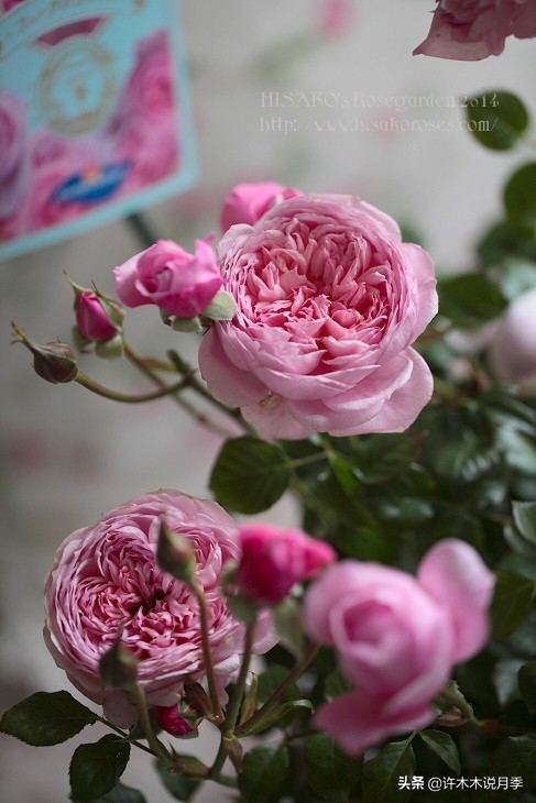 月季品种大全怎样养好月季,月季哪个品种好养一点