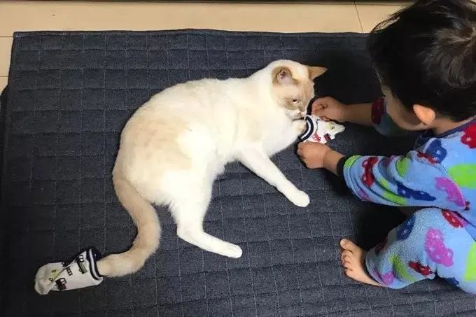 养猫对人体健康有什么好处,家里养猫究竟好处多还是坏处多