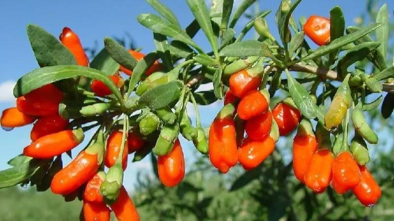 野狸岛海景,野狸岛上有什么好吃好玩的