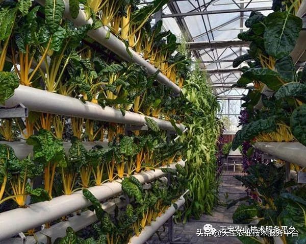 有关无土栽培的视频,无土栽培营养液配制和管理要点