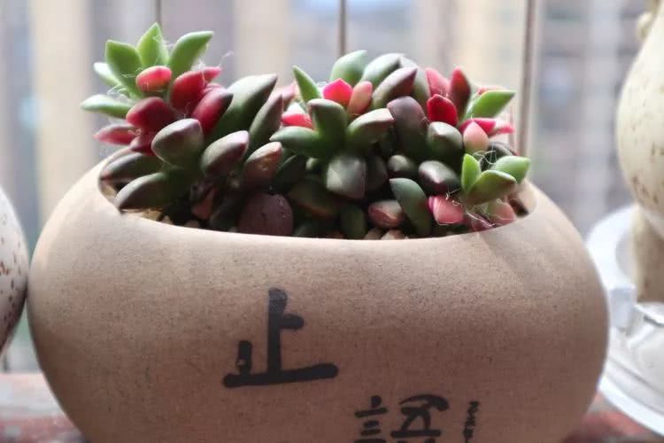 多肉名字怎么记,养多肉人的名字