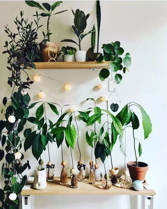 玉米棒子插水里，7天冒出小森林