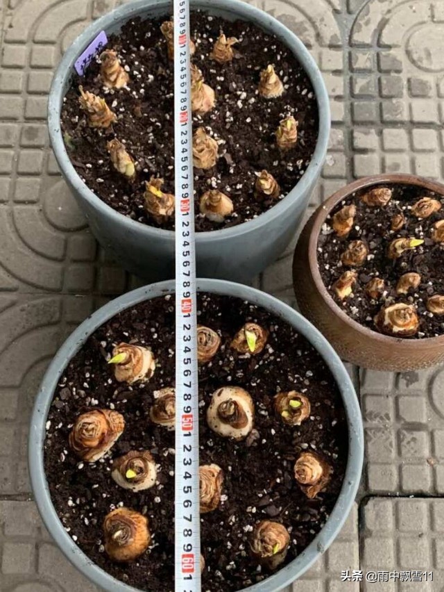 洋水仙没开花第二年能开花吗,洋水仙栽种多长时间可以开花