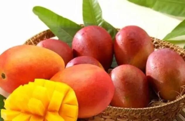 芒果树最甜的品种,芒果树哪种品种好吃